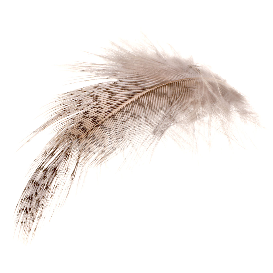 P-17435_soldarini_partridge_select_rebhuhn_federn_detail