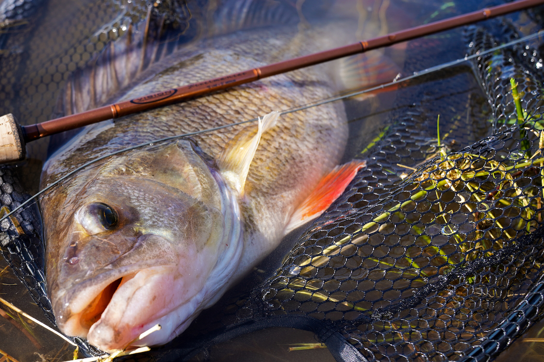 Vision_Rivermaniac_Promo