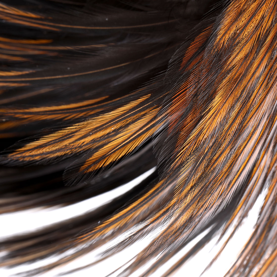 P-25380_Whiting-American-Rooster-Cape_detail