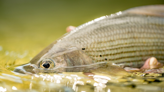 Grayling Dreams - 3 Tips for Grayling in Summer and Autumn
