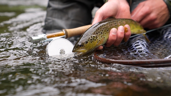 Wir testen: Iwana Minami Trout Fliegenrolle adh-fishing Test: Iwana Minami Trout Fly Reel