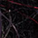 northern lights black