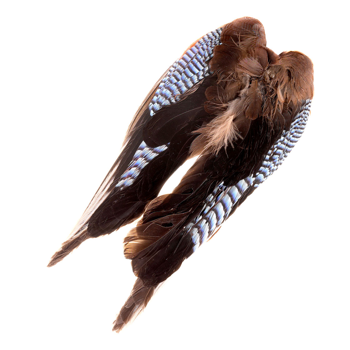 P-17065-blue-jay-wings-eichelhaher