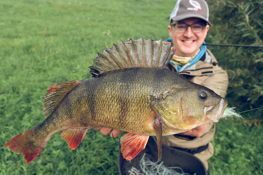 Schulz_Perch_-4 - Im Gespräch mit Steffen Schulz - Fliegenfischen auf Barsch