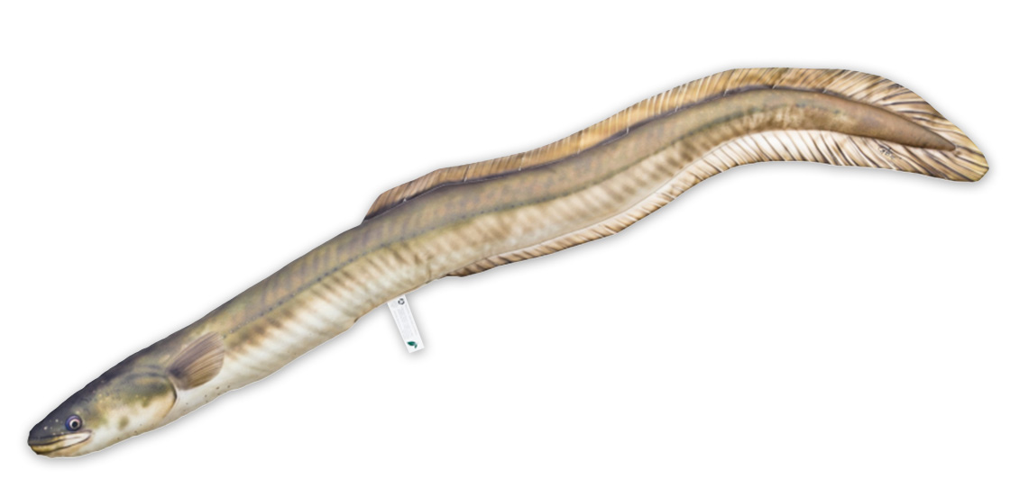 Fish Pillow Soft Toy  Eel 115cm