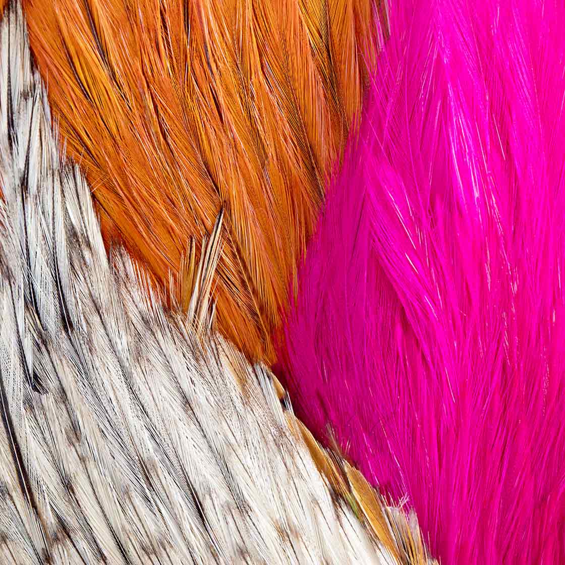 P-07552-Fly-Scene-Hahnen-Balg-Cape-Titel-2