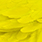 fluo yellow chartreuse