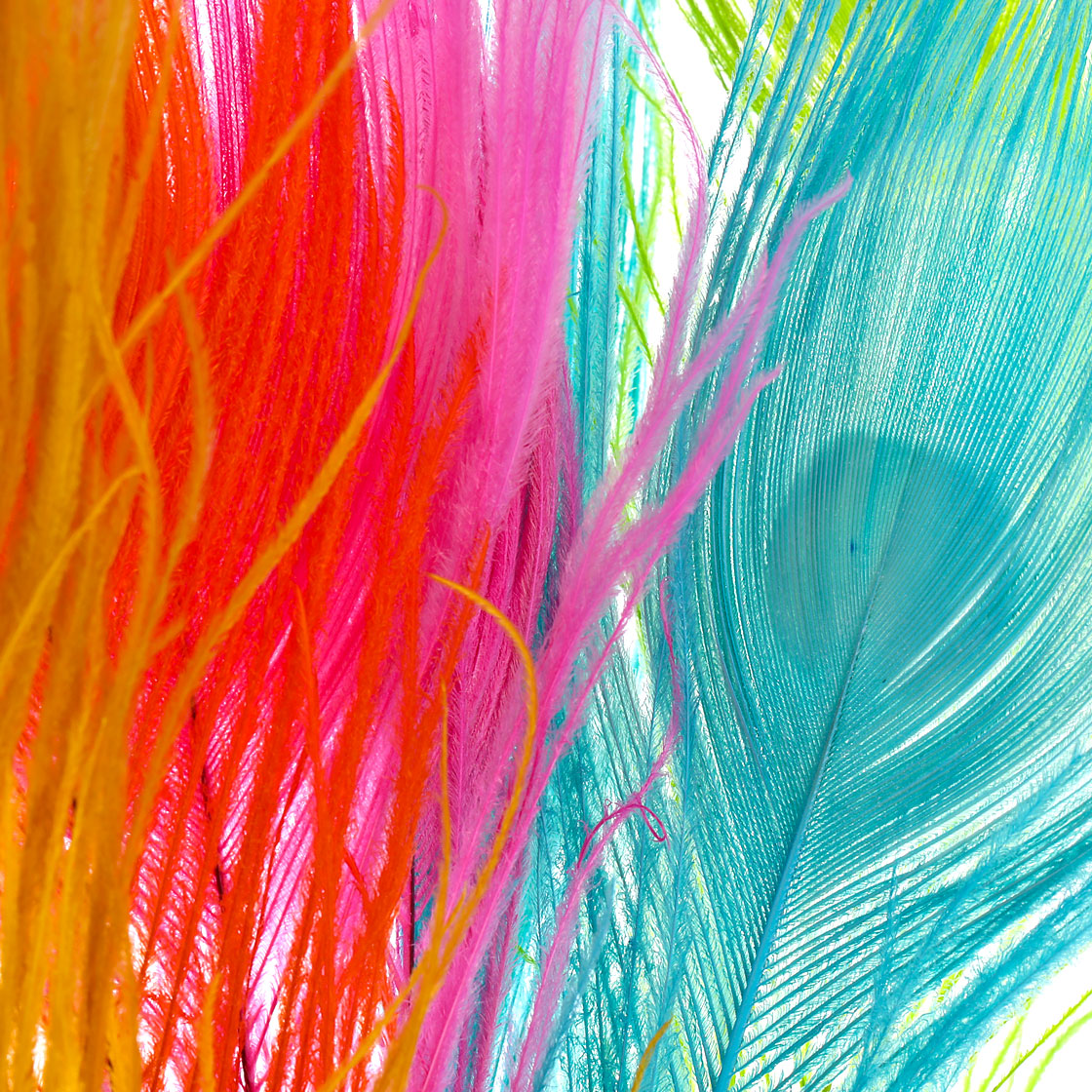 P-26627_Frodin-Flies-SNS-Peacock-Eye-Feathers-Pfauenaugen-Federn_detail-2