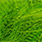 fluo chartreuse