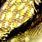 pike
