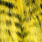 yellow black barred