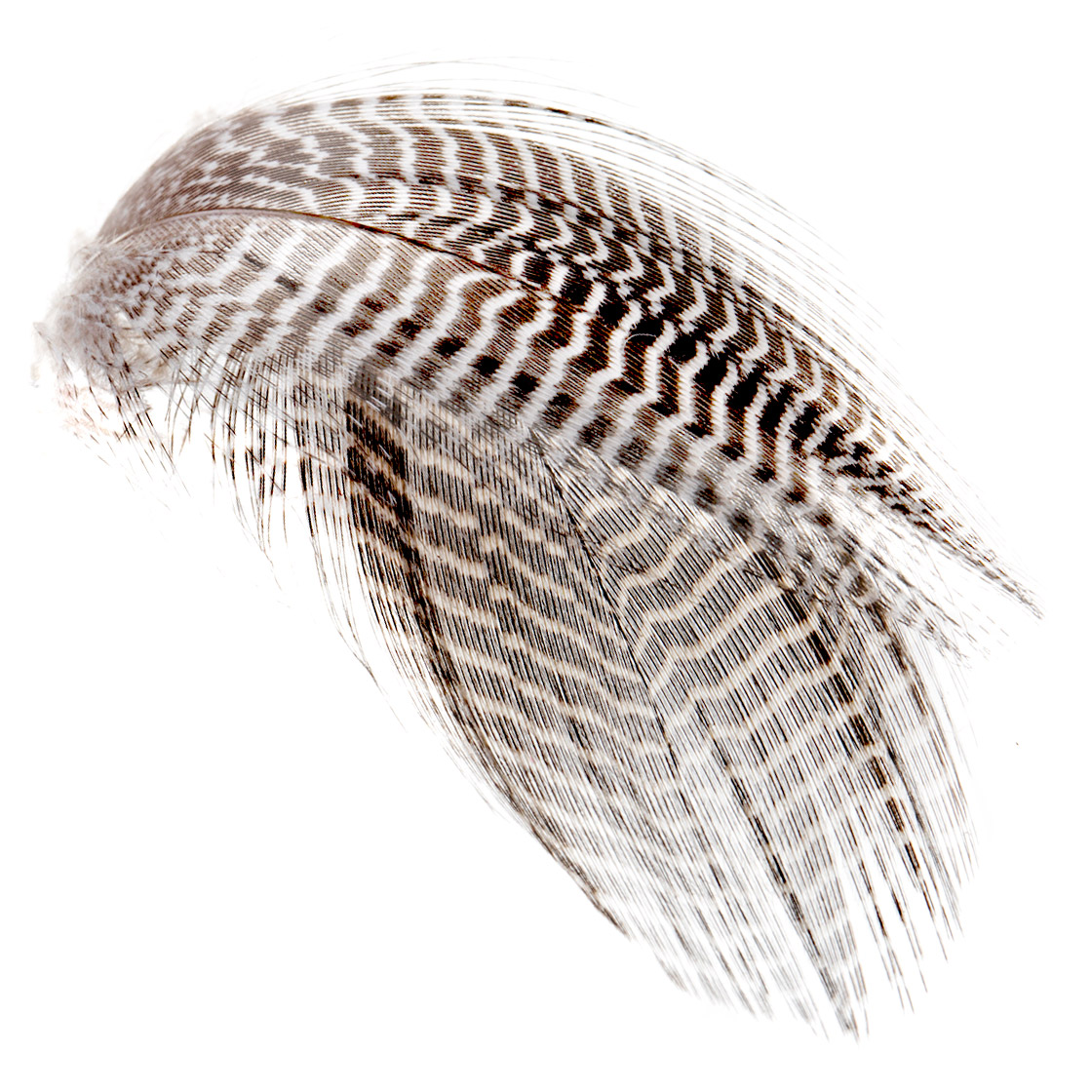 Wapsi-Prime-Mixed-Waterfowl-Flank-Federn-Natural-titel3 Wapsi Prime Mixed Waterfowl Flank Natural