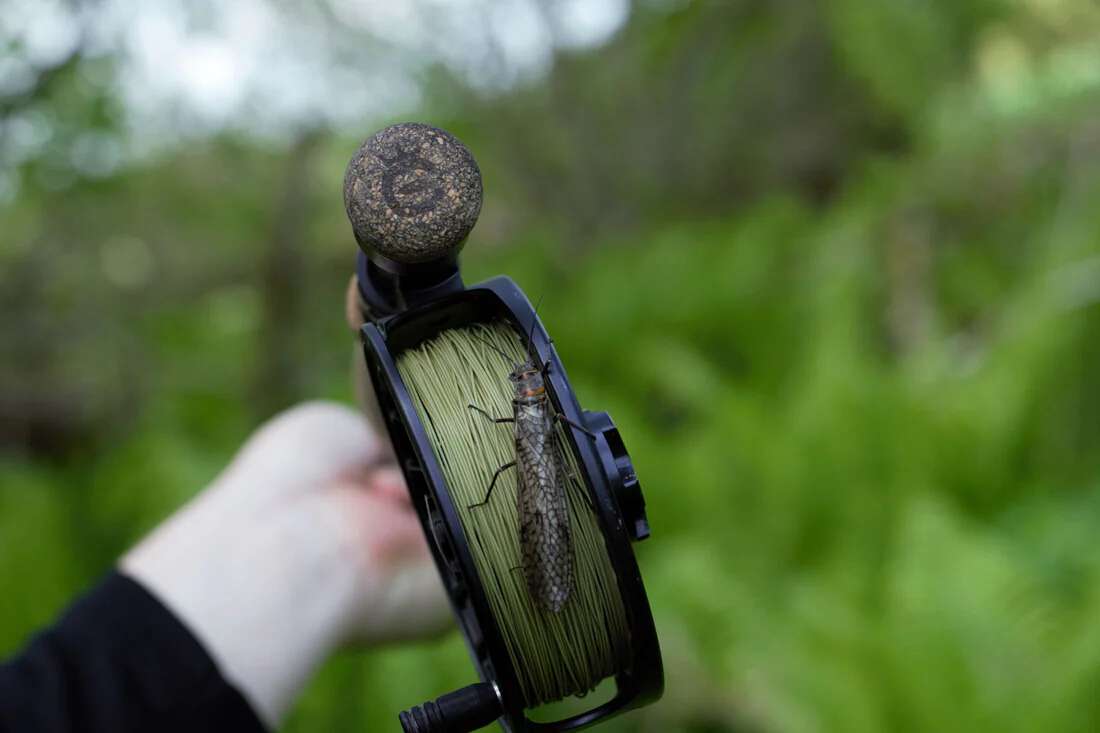 Cortland Euro Nymph Braid Core DT