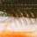 bass orange