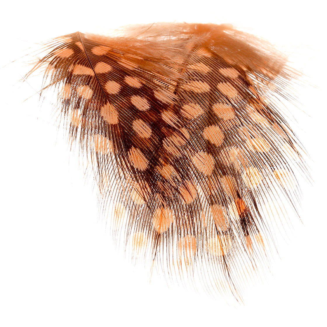 P-17433-2_soldarini_guinea_fowls_federn_orange orange