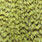 grizzly olive