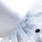 clear white #12