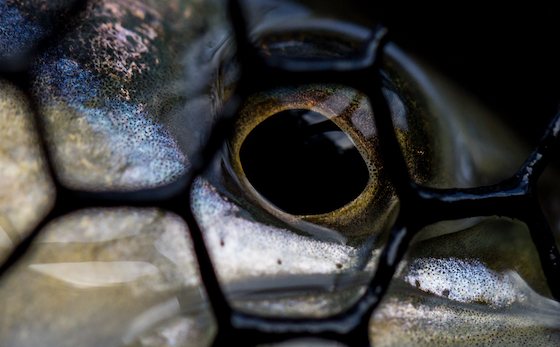 5 Gründe für gummierte Netze 5 Reasons for Rubber Nets