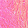 shell pink / hot pink back