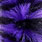black / purple