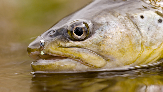 Trout Season Opening with Fulling Mill