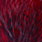 grizzly dyed claret