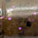 tenaga purple #124