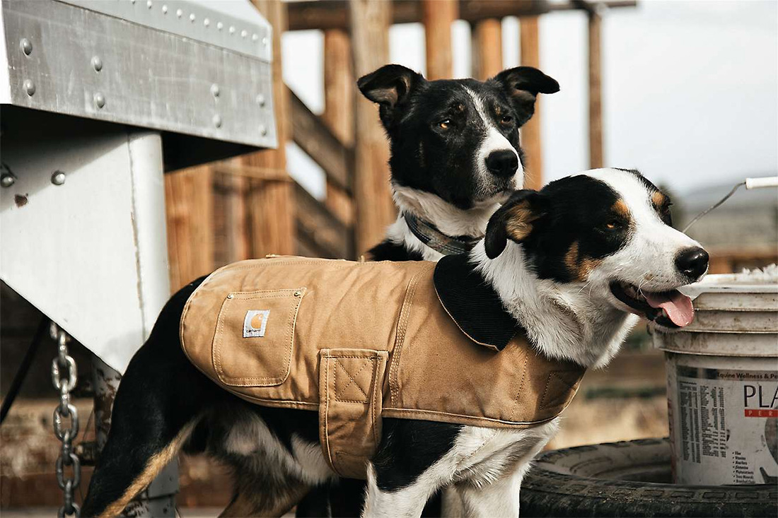 Carhartt_Insulated_Dog_Chore_Coat_Hundemantel_carhartt_brown_7