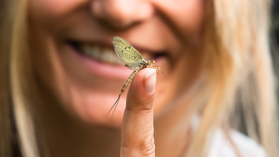 Trout Fishing - 5 Tips for the Mayfly Hatch