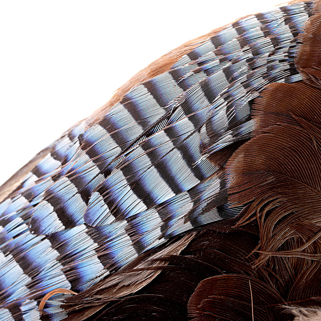 P-17065-blue-jay-wings-eichelhaher-detail