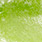 89 chartreuse