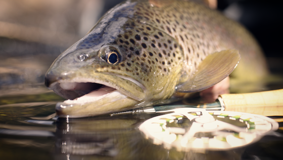 Tactical Dry Fly Fishing For Brown Trout Tactical Dry Fly Fishing For Brown Trout