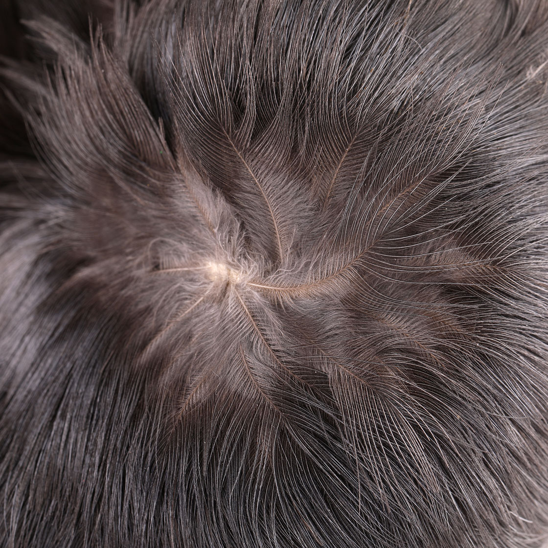P-17205-veniard-jackdaw-scalp-detail
