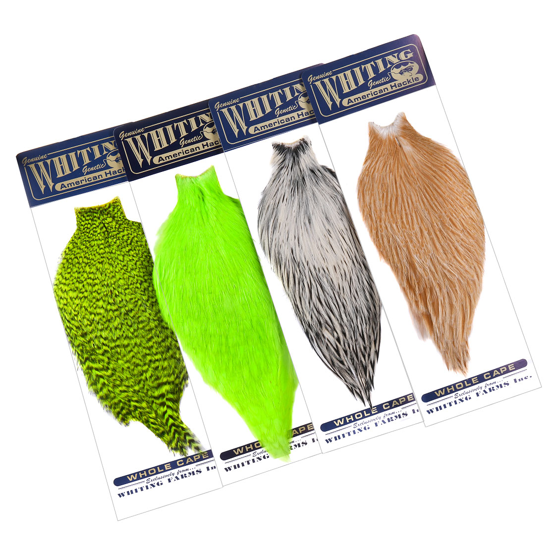 P-25380_Whiting-American-Rooster-Cape_titel Whiting American Rooster Cape