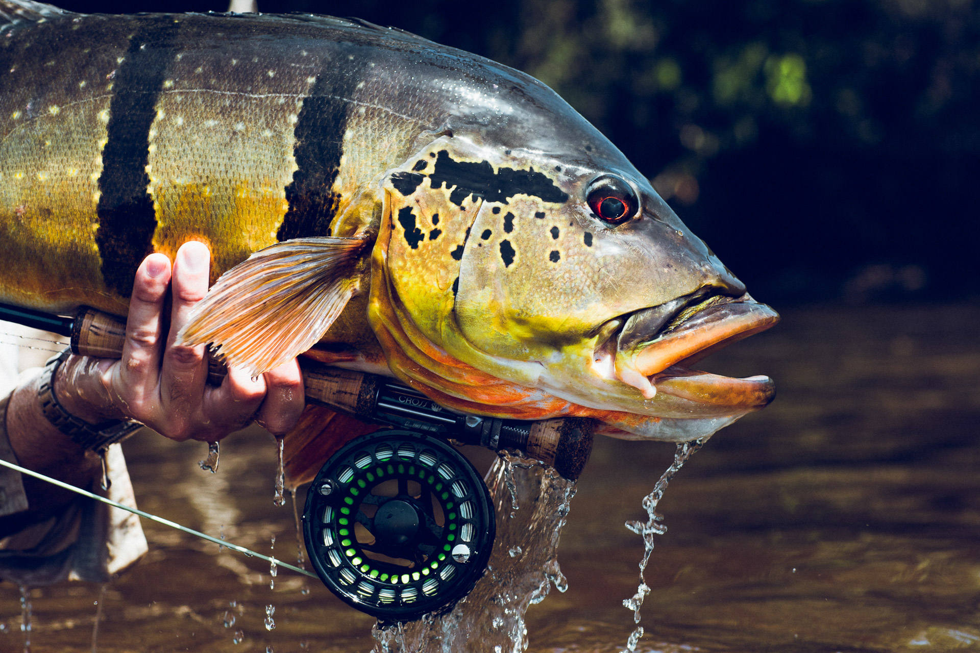 adh-fishign_Hosted_Trip_Brazil_Peacock_17 adh-fishign_Hosted_Trip_Brazil_Peacock_17