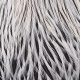 silver badger