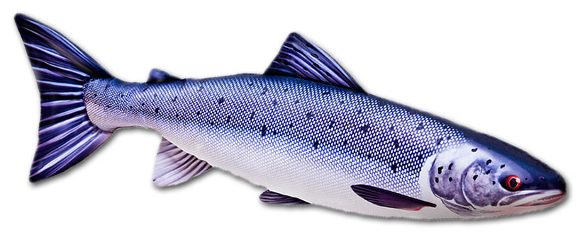 stoffisch-lachs Atlantischer Lachs
