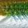 uv transparent minnow