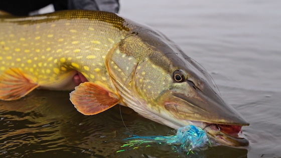 Blog_Guideline_Embrace_Pike_Kit_Vorschau - Wir testen: Guideline Embrace Pike Kit - Ready To Fish!  adh-fishing Test: Guideline Embrace Pike Kit - Ready To Fish!