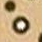 Tan base/Brown lined dots