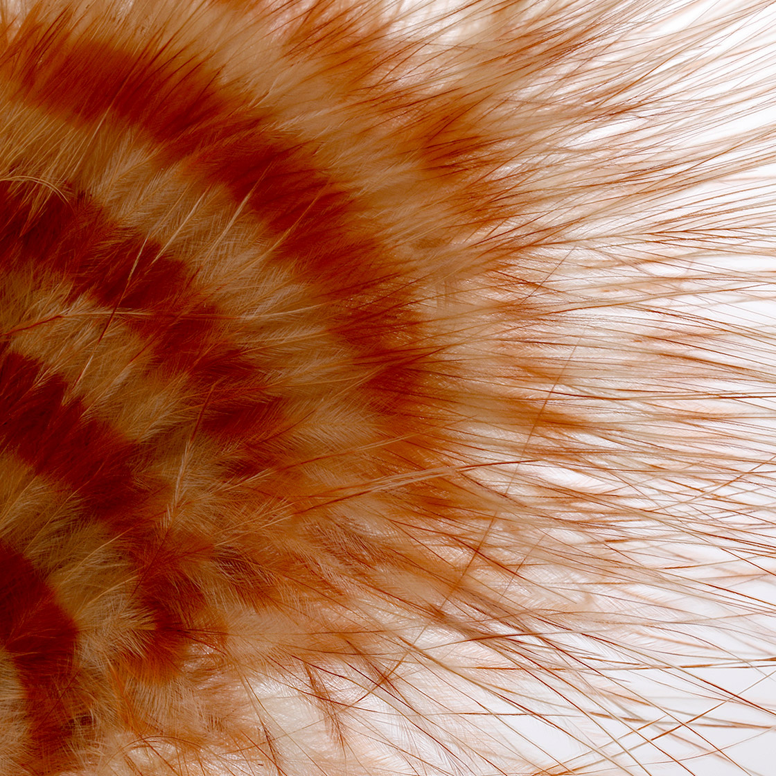 P-27103_MFC_Barred_Marabou_Grizzly_Marabou_Federn_Detail_3