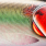 yesterdays herring