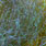 uv olive