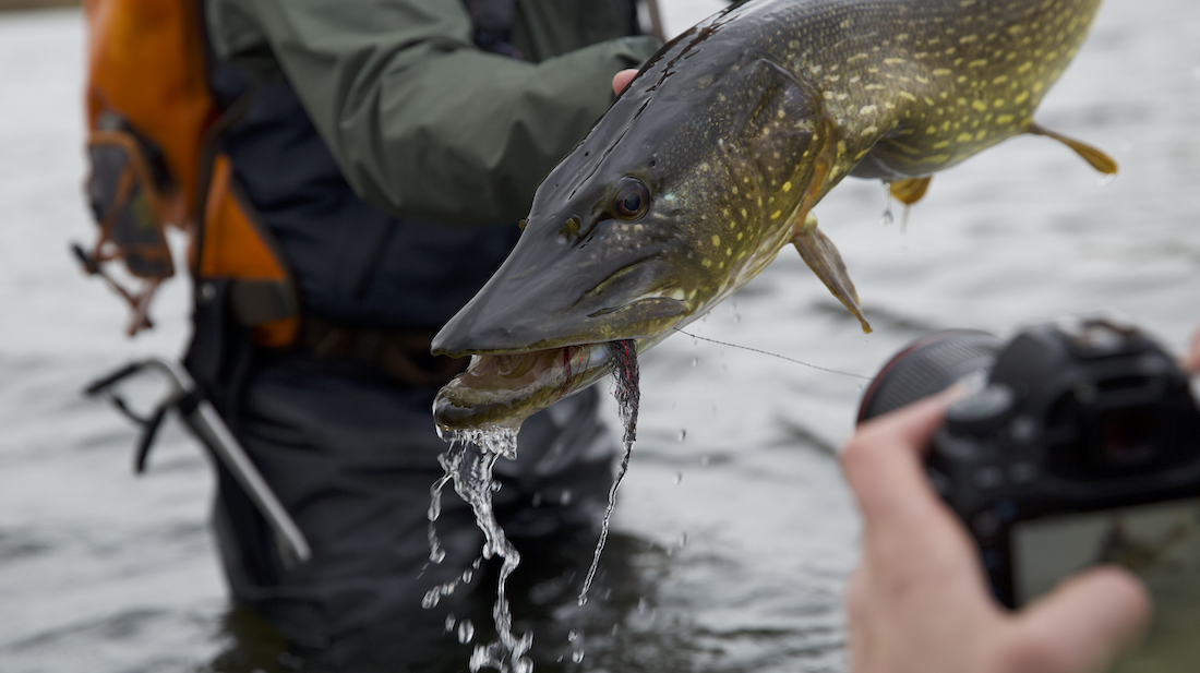 adh-fishing_Hechtstreamer_Bleeding_Black