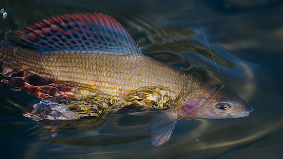 Die Gewinner des adh-fishing Foto-Wettbewerbs Vorschau_Blog_Fotowettbewerb_2023.jpg