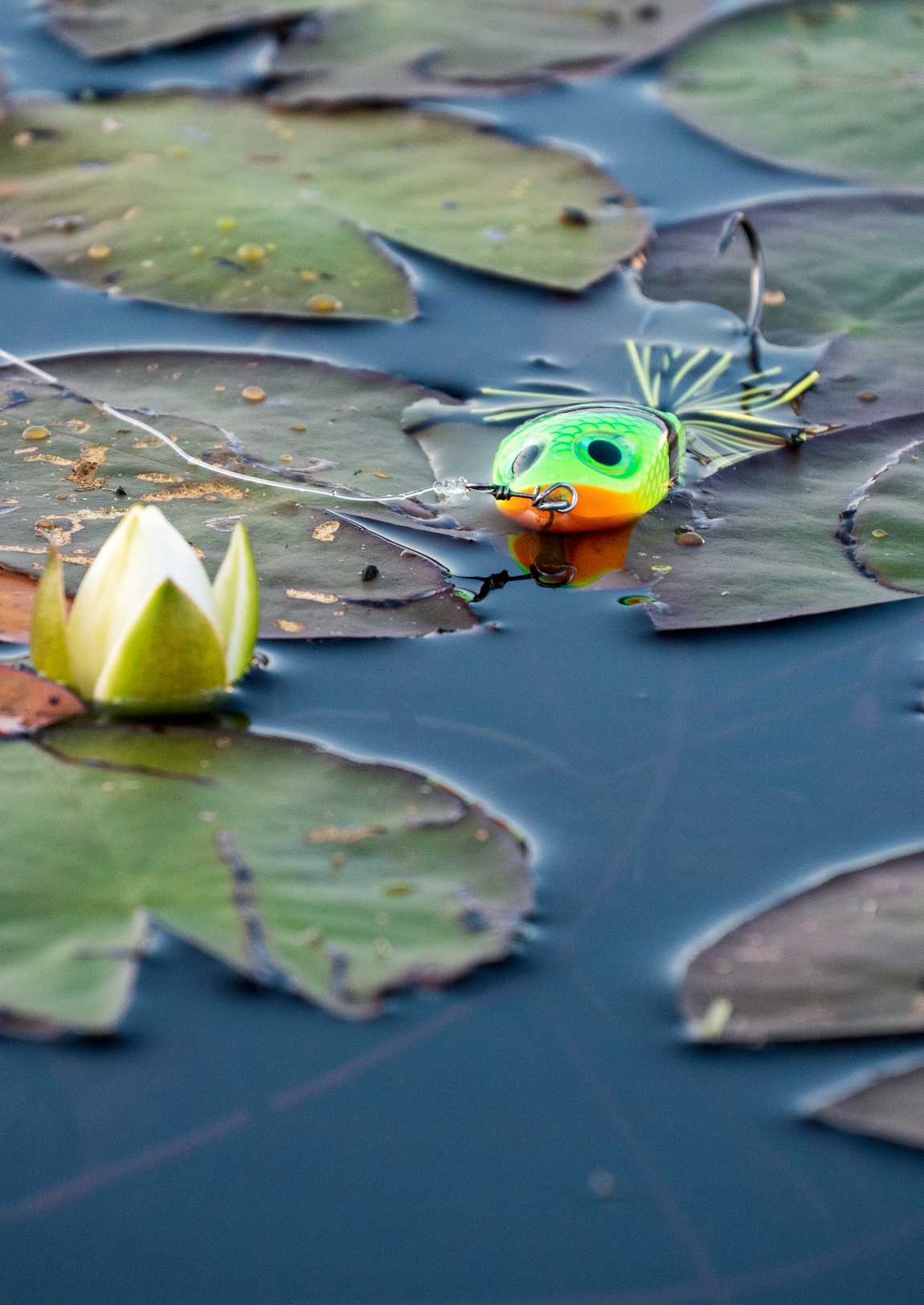 P-20472_Rapala_BX_Skitter_Frog_3