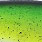 toxic mahi
