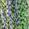 fl. chartreuse uv black barred