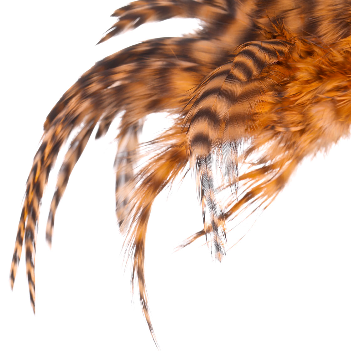 P-25432_Whiting-Rooster-SH-C_detail