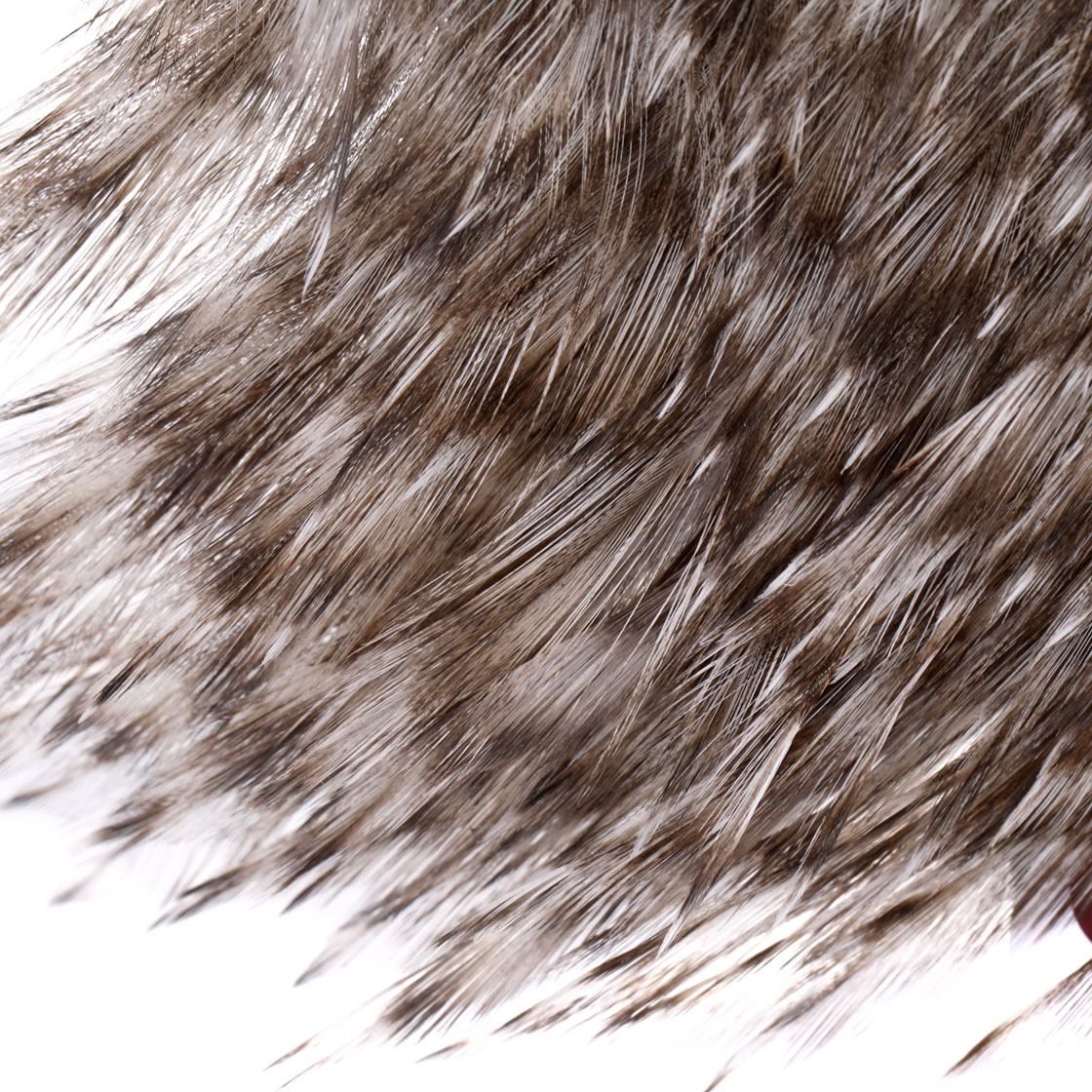 P-25392_Whiting-Coq-de-Leon-Cape_detail_1